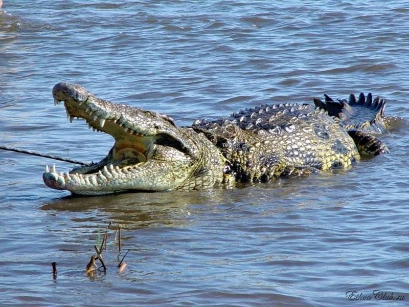 ПАЙҒАМБАРҒА ЕЛІКТЕГЕН ПАСТОР ҚОЛТЫРАУЫНҒА ЖЕМ БОЛДЫ