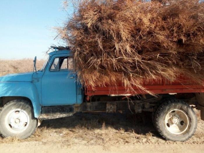 АҚАРЫҚТЫҚ ТҰРҒЫН СЕКСЕУІЛДІ ЗАҢСЫЗ ТАСЫМАЛДАҒАНЫ ҮШІН ҰСТАЛДЫ